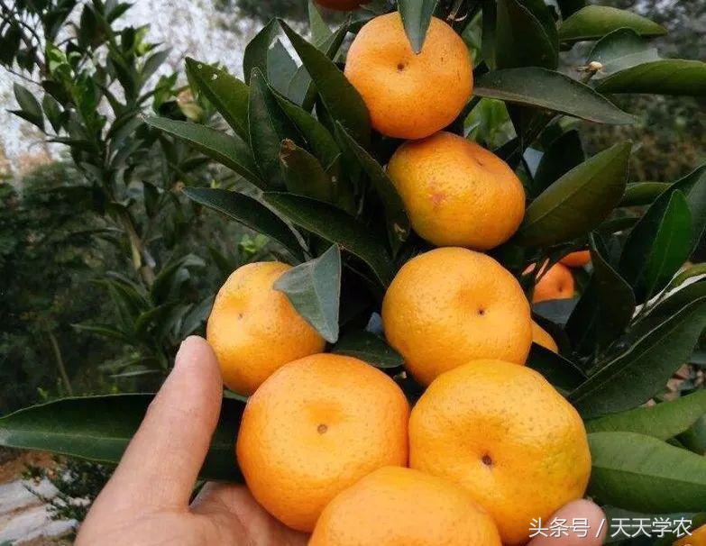 红美人柑橘和沃柑哪个品种更甜,这几年比较火的柑橘品种