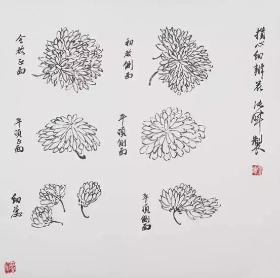 国画花鸟画花的构图,花鸟画各种造型的画法