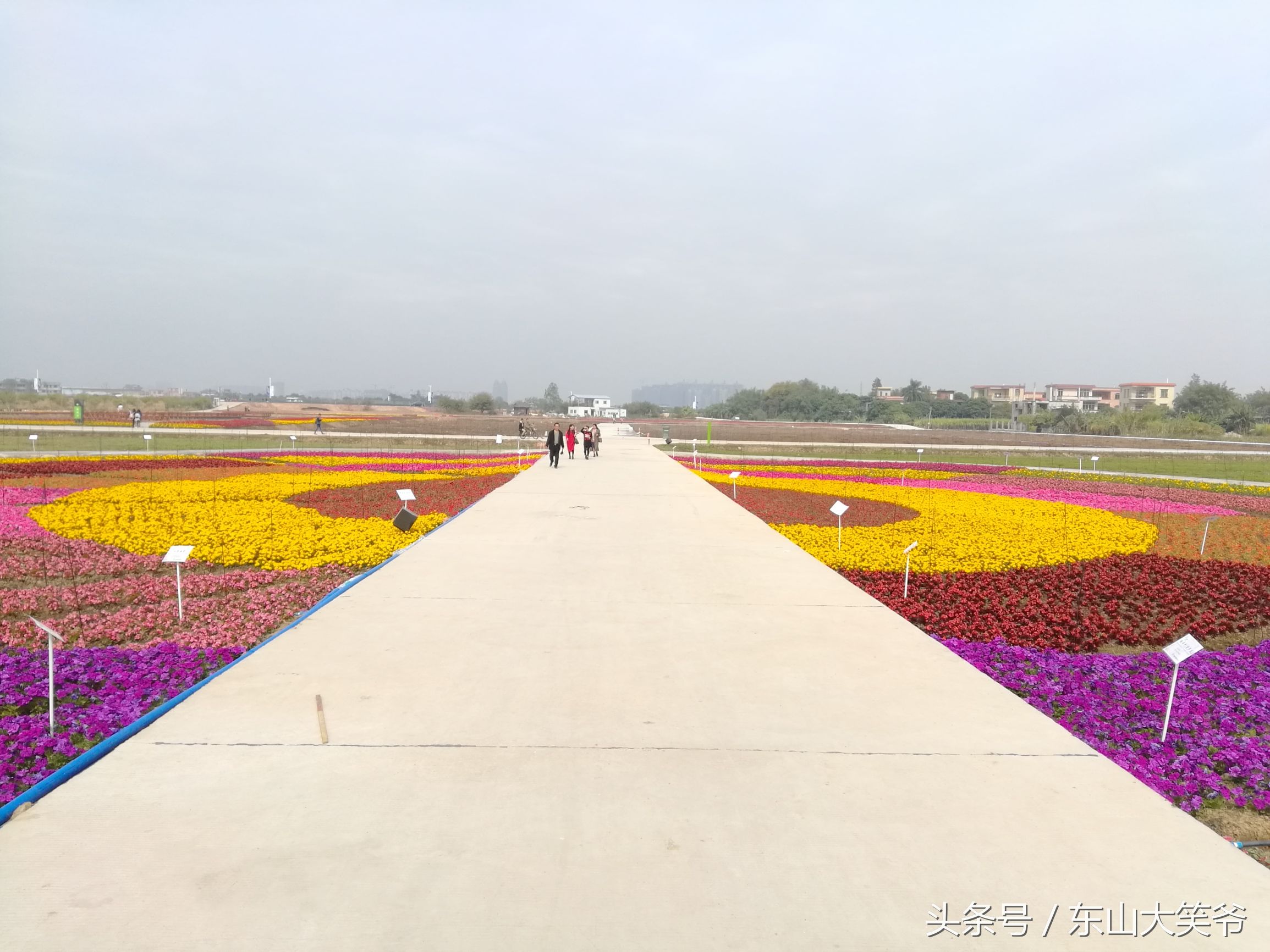 南沙东涌花海,南沙东涌镇风景绝美的地方