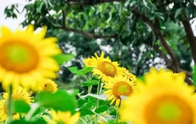 2018年浙江地方景点旅游日历大合集!含杭州,建德,温州,金华!