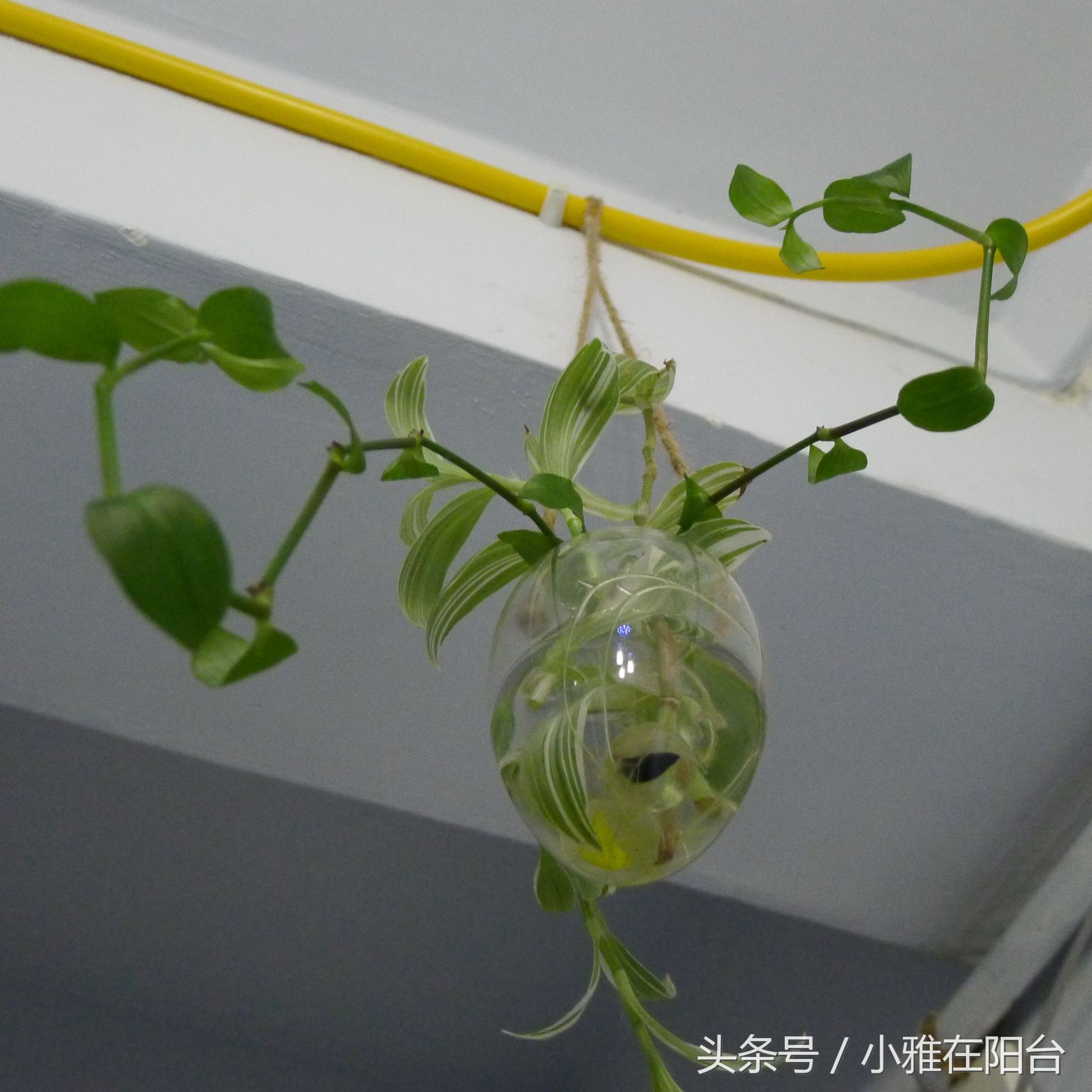 油画吊兰水培长根后怎么换土培,水培金边吊兰长根后转土培的方法