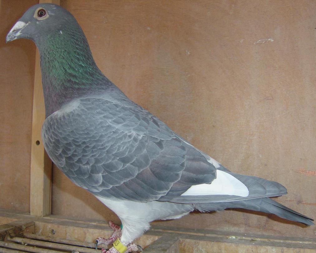 公棚迟归鸽领回需要钱吗,公棚迟归鸽能做种吗