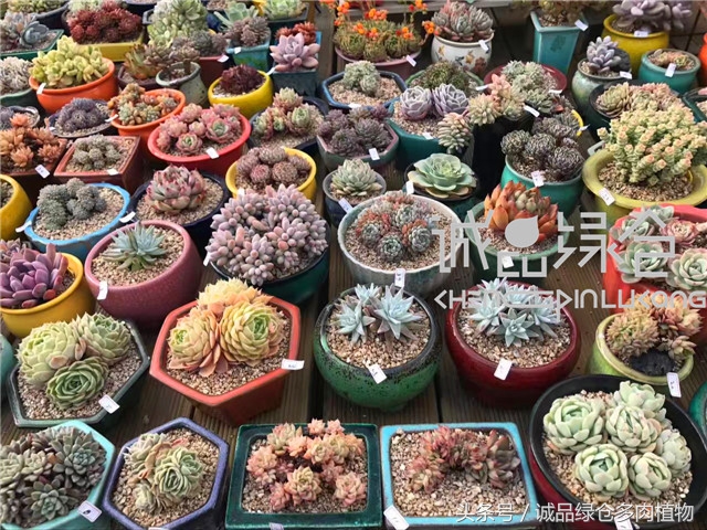 美爆了的韩国多肉植物大棚