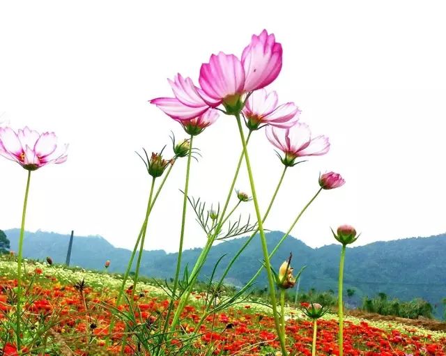 2018年浙江地方景点旅游日历大合集！含杭州，建德，温州，金华！