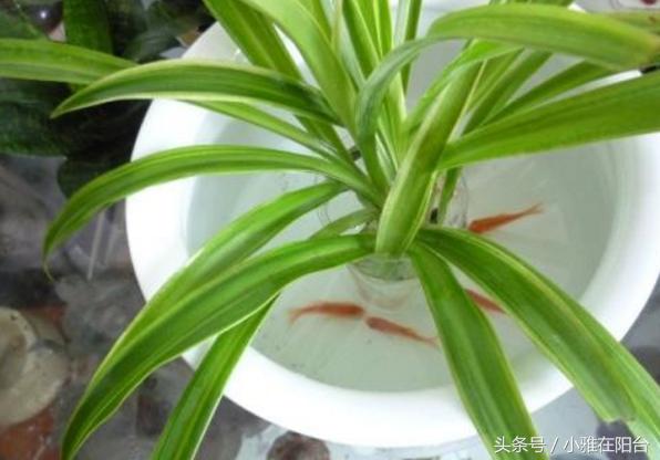 油画吊兰水培长根后怎么换土培,水培金边吊兰长根后转土培的方法