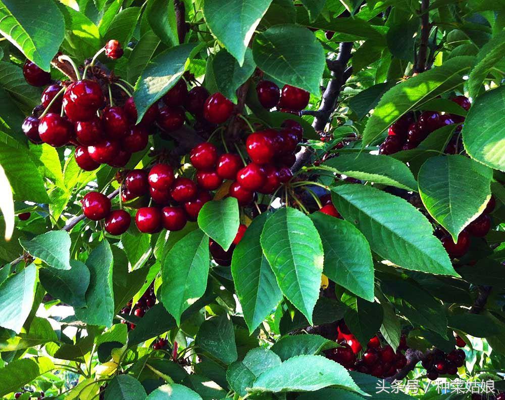 樱桃好吃，树却难种，做到这几点，樱桃长得好好的
