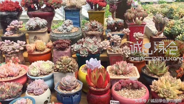 美爆了的韩国多肉植物大棚