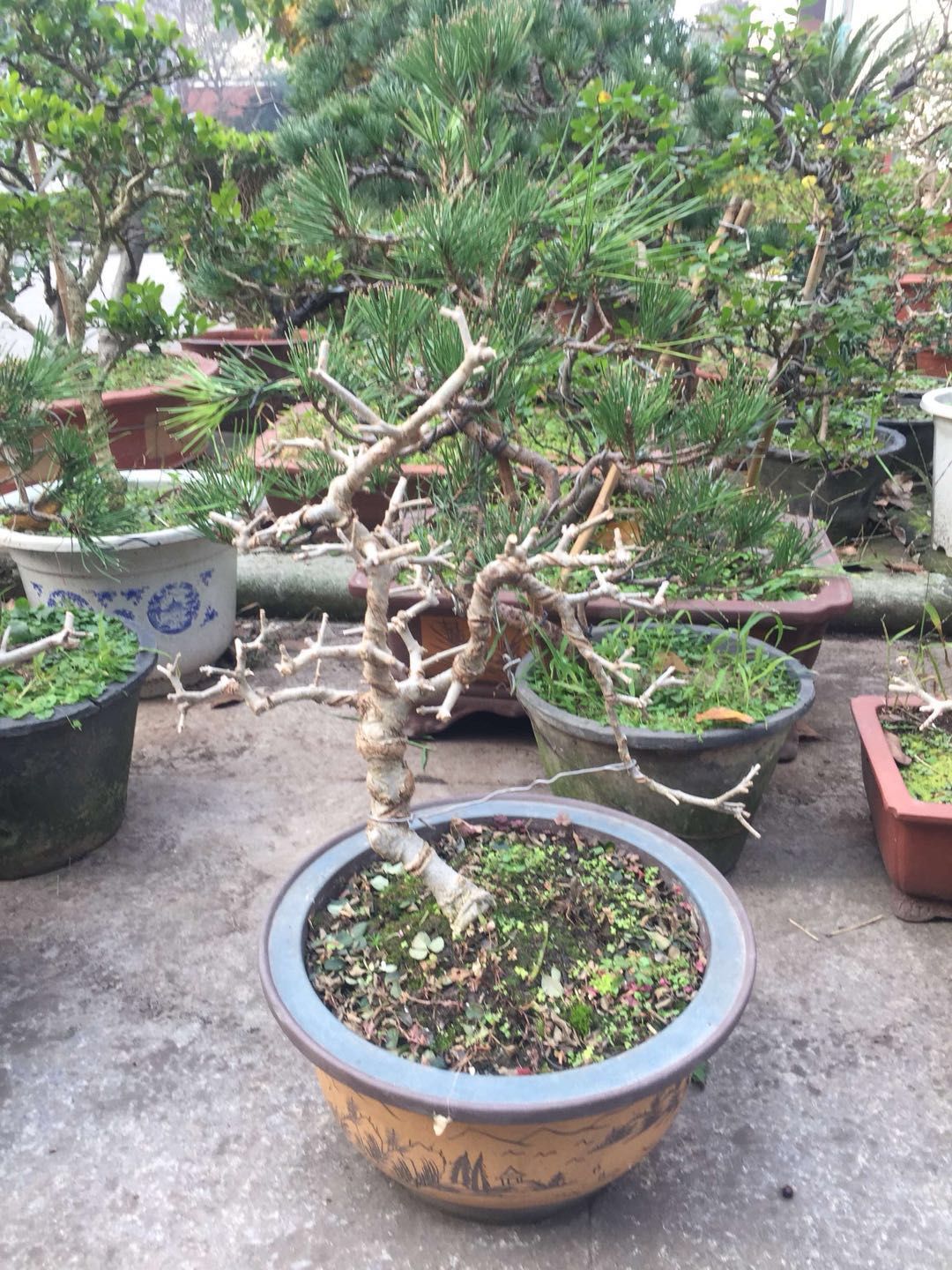 对节白蜡的盆景大全,对节白蜡小型盆景造型制作方法