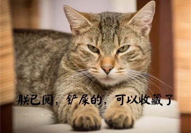 铲屎官宠物诊所,铲屎官宠物医院优惠