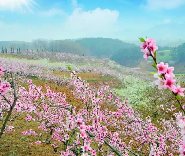 2018年浙江地方景点旅游日历大合集！含杭州，建德，温州，金华！