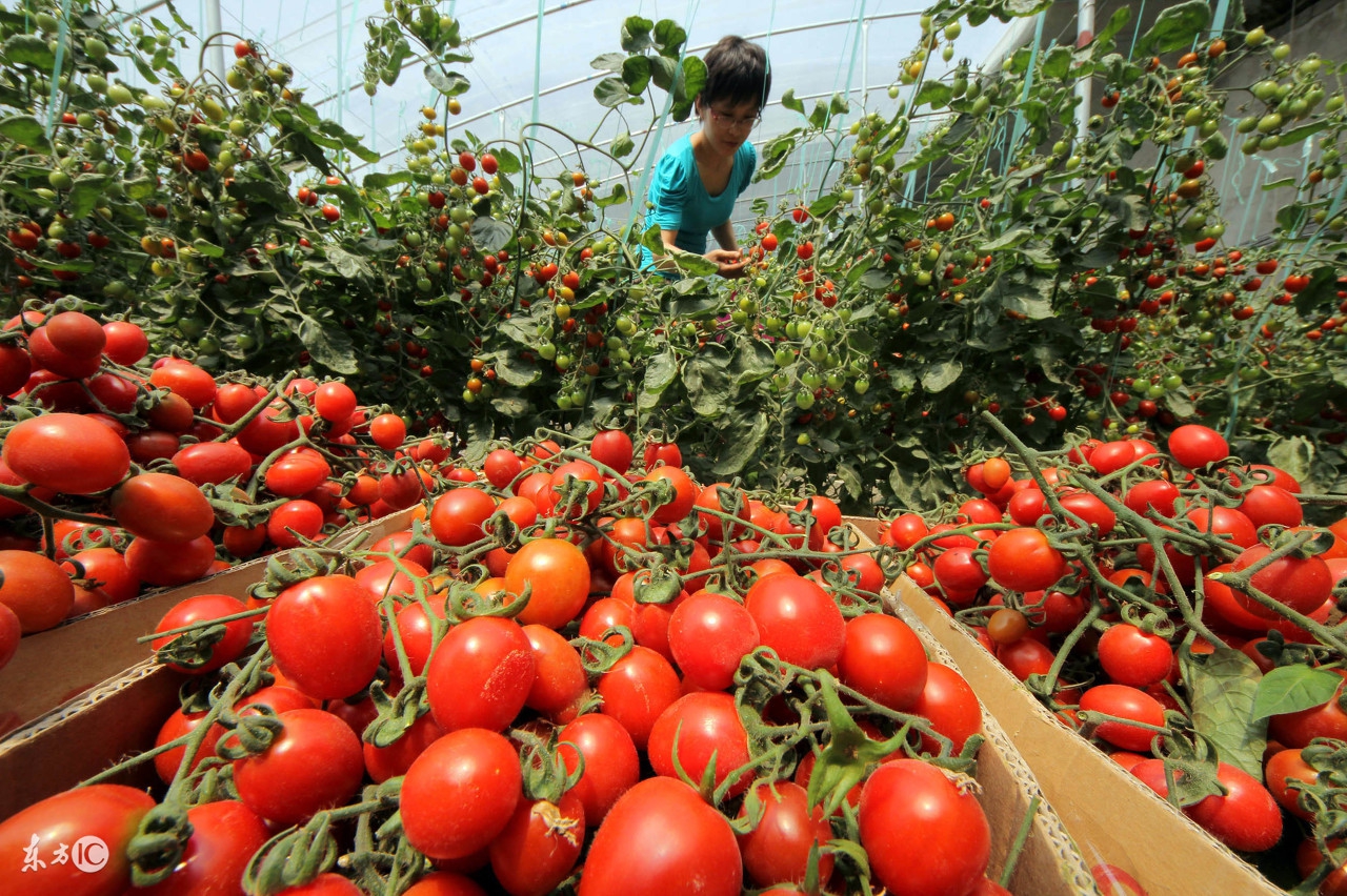 西红柿移栽3天为什么耷拉下来,西红柿栽上一直不长棵为什么