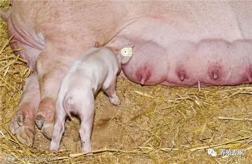 母猪产弱胎的原因,母猪滑胎最有效的治疗方法