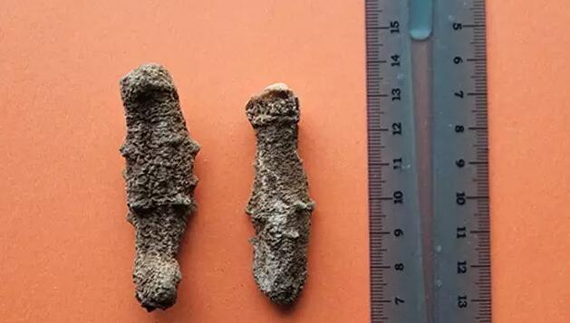 海参有上千种都是一样的吗,全世界海参有多少品种