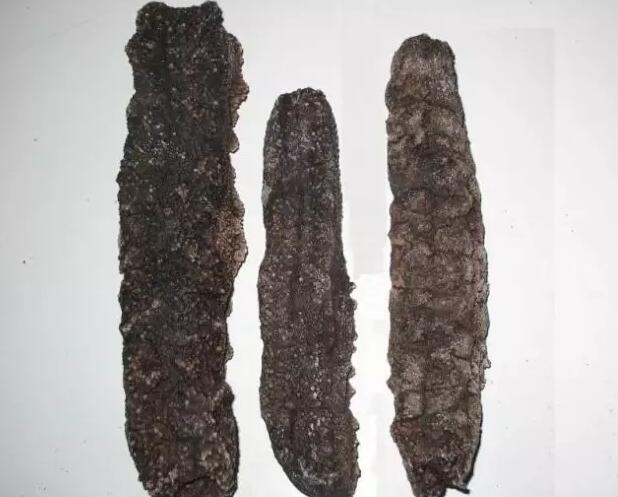 海参也有很多种,全世界所有可以吃的海参