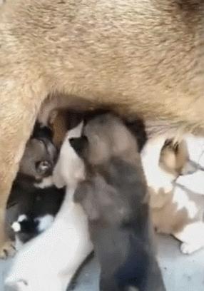 小猪喝奶混入只小狗狗,小狗混进猪群抢奶喝