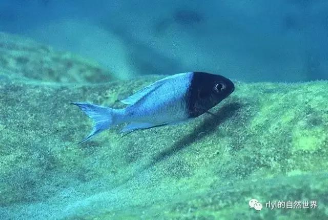 「鱼标本戏说非洲慈鲷」第一章：羽鳍类永恒的经典——蓝提