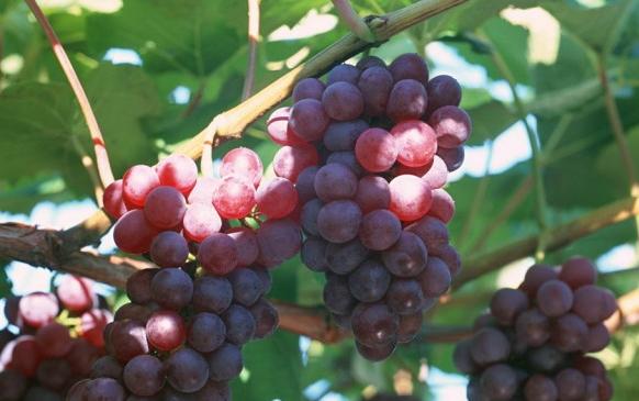 自酿葡萄酒怎么处理不炸瓶,自家酿造的葡萄酒发霉了能喝吗