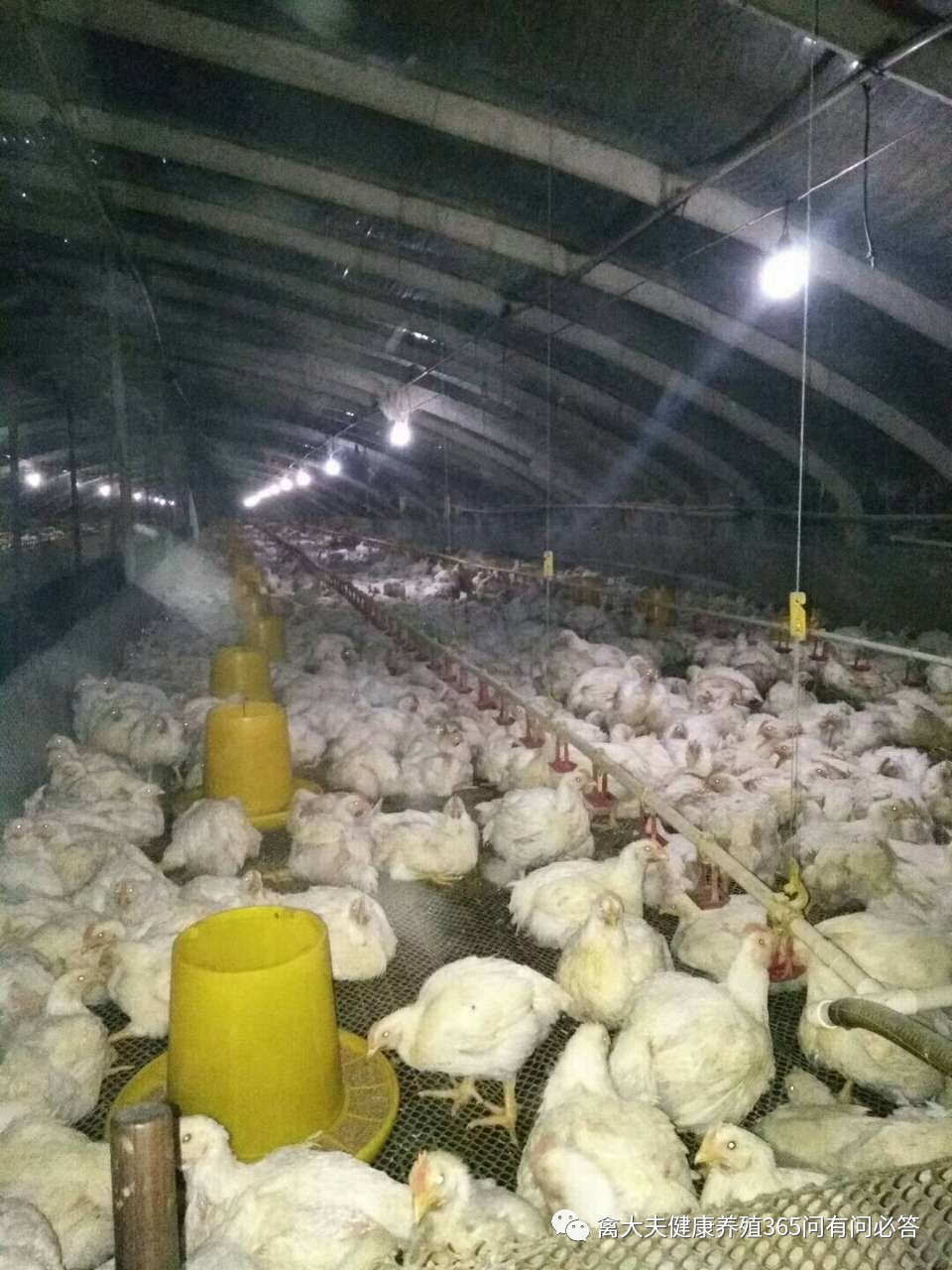 冬季蛋禽怎样预防缺氧？