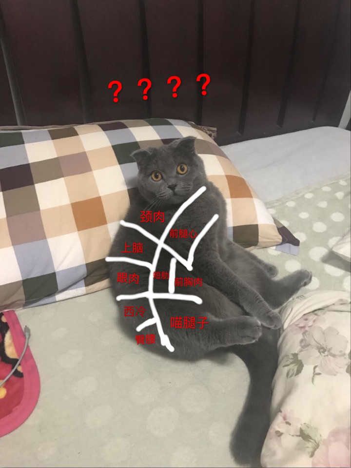 去宠物市场挑一只英短蓝猫,英短蓝猫在宠物店多少钱