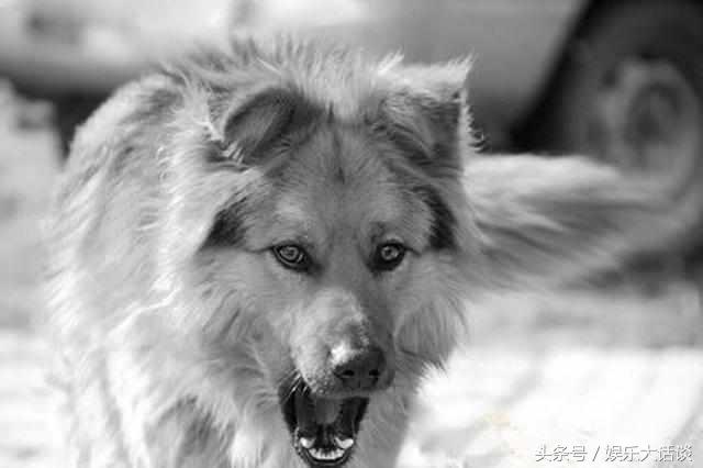 会咬人的狗有什么特征,摸狗的哪些部位会咬人