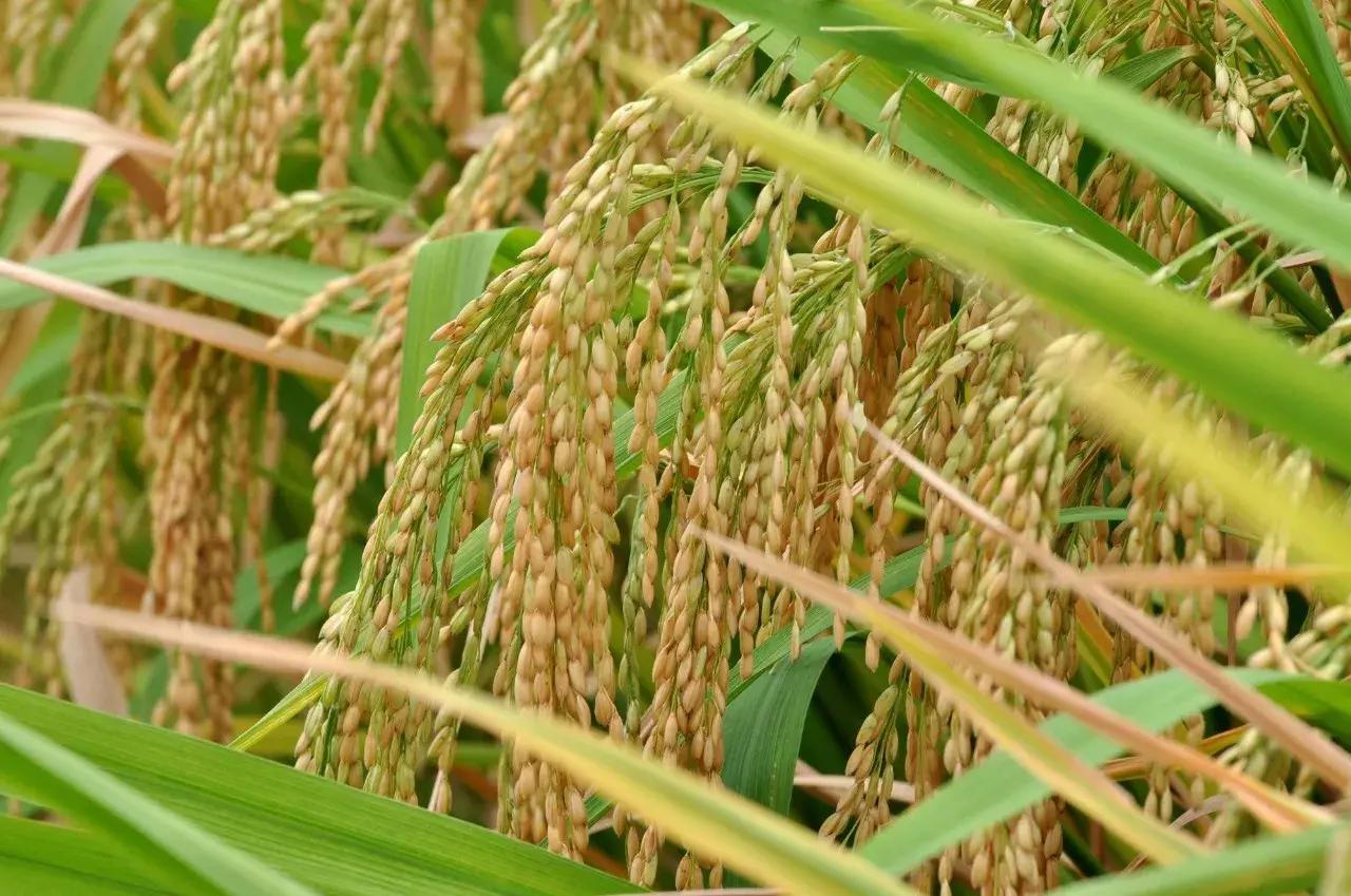 广西粮食产业,广西粮食产业发展