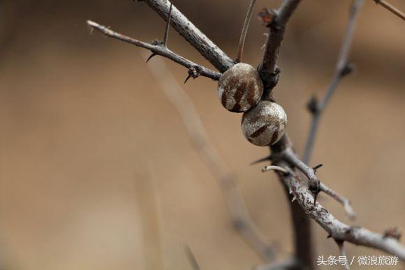 让人无法接受的美食虫子,奇葩昆虫美食