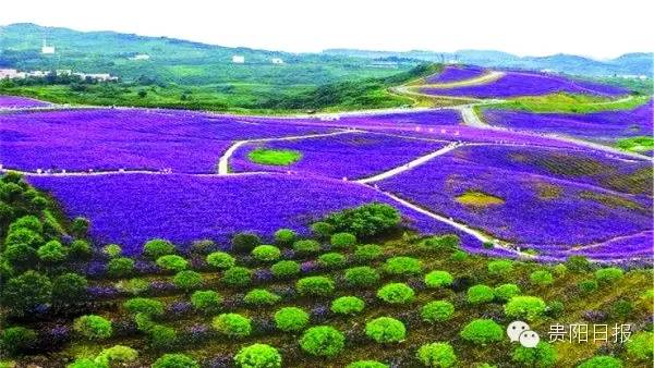 最美贵州花海杜鹃花,贵阳百里杜鹃花海