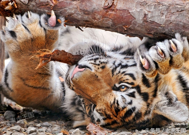 凡事留一手小说,猫教老虎留一手