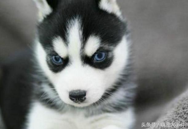 佛系哈士奇,哈士奇头顶三把火混一起的不纯吗