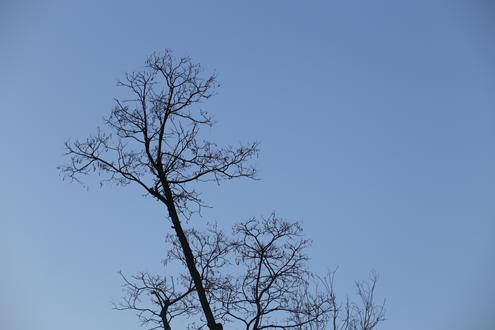 佳能6d2与佳能5d4哪个更好,佳能5dmarkii和6d有什么区别