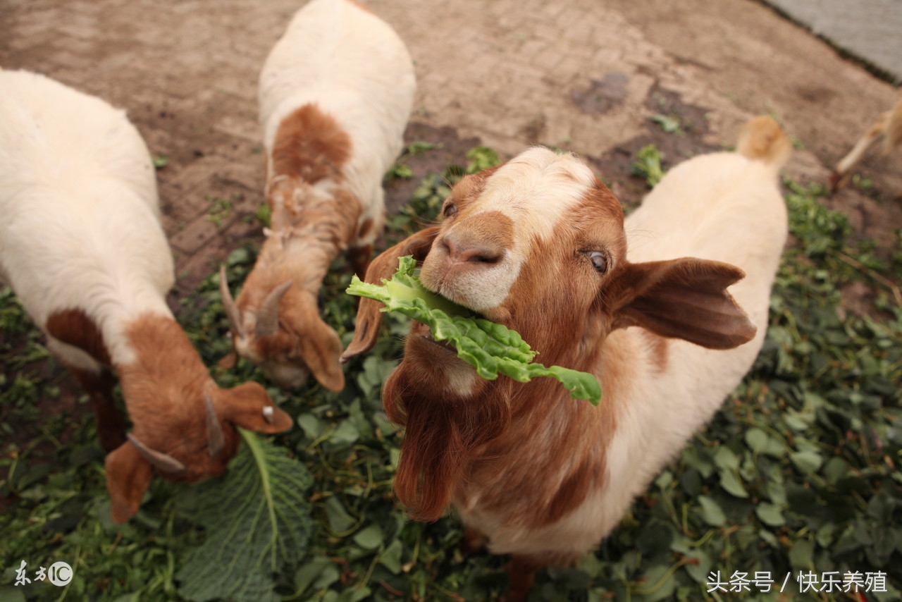 养羊是牛好还是羊好,羊只喂精料可以吗