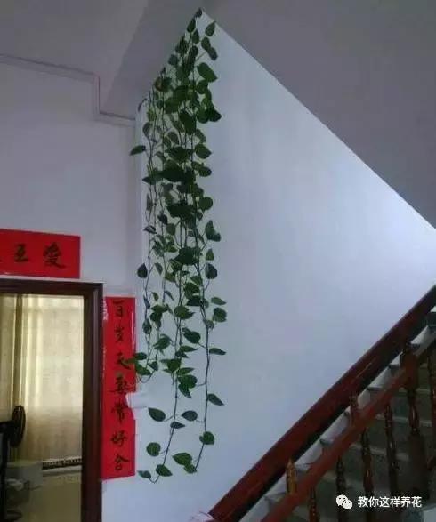 绿萝能用绳子捆上吗,绿萝扎根绳子的方法