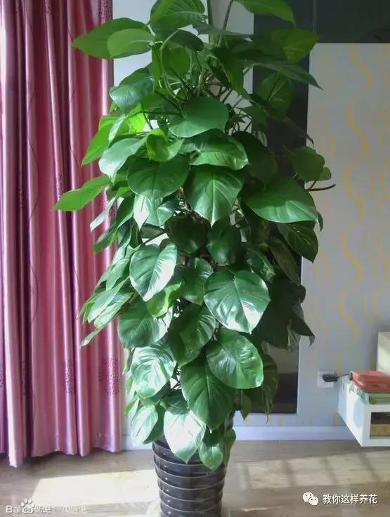 绿萝扎根绳子的方法,绿萝绑棕柱上叶子能长大吗