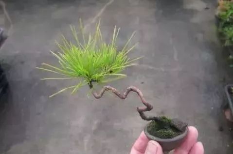 大师是怎样炼成的二胡独奏,真正的大师是怎么练成的