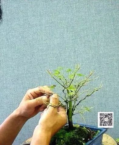 大师是怎样炼成的二胡独奏,真正的大师是怎么练成的