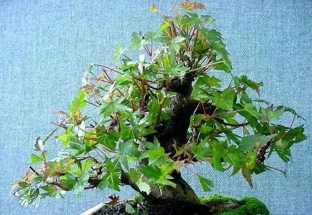 大师是怎样炼成的二胡独奏,真正的大师是怎么练成的