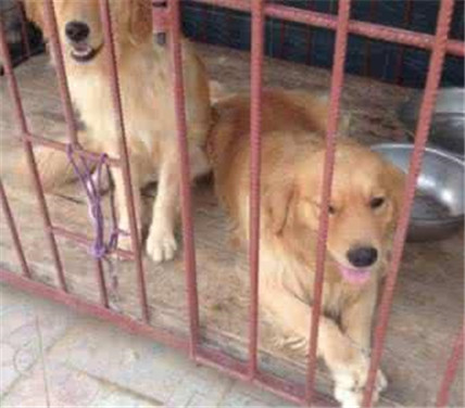 有灵性的狗狗看得人好心酸,狗场的狗狗的悲惨生活