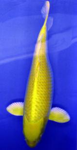 一条50斤的锦鲤市场价卖到近50万,一条锦鲤卖出一千五百万