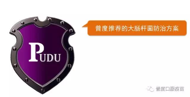 对禽大肠杆菌一般采取措施,养大肠杆菌