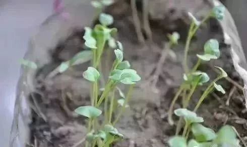 阳台种菜的方法和技巧大全集,阳台种菜的方法和步骤图