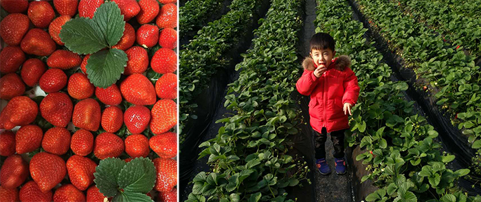 肥料行业套路大揭秘,肥料市场的前景
