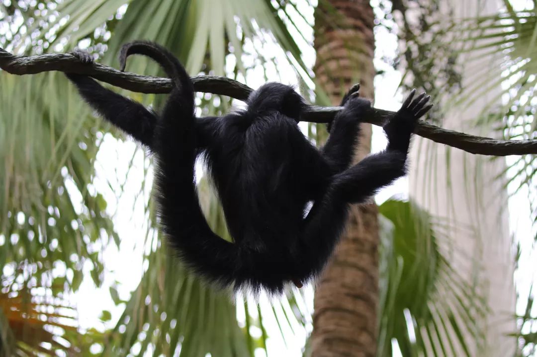 广州长隆野生动物园亲子跟拍,爸爸去哪儿广州长隆野生动物园