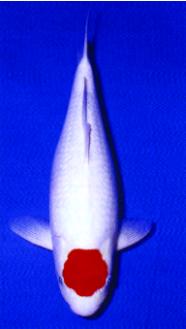 一条50斤的锦鲤市场价卖到近50万,一条锦鲤卖出一千五百万