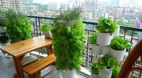 阳台种菜的方法和技巧大全集,阳台种菜的方法和步骤图