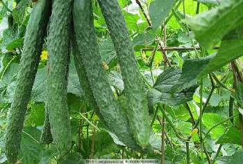 青瓜可以敷脸吗有什么效果,青瓜敷脸会使痘痘减少吗