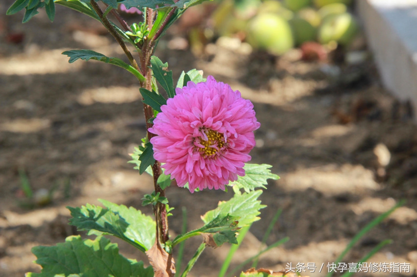 身高93厘米妈妈意外怀孕,玲珑母亲的悲惨下场
