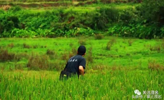 高州各镇历史来历,高州市有多少个镇街