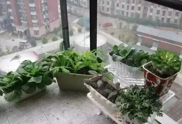 阳台种菜的方法和技巧大全集,阳台种菜的方法和步骤图