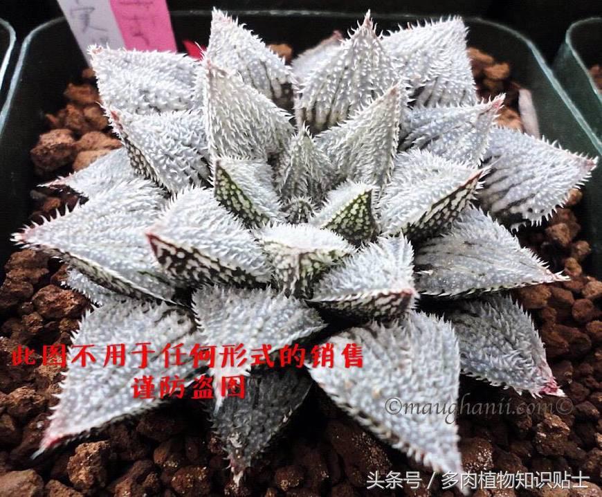 十二卷寿多肉养殖方法,十二卷寿的品种图鉴