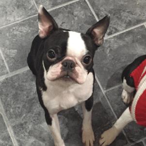 奢侈大牌贺岁,大牌狗年限定限量版